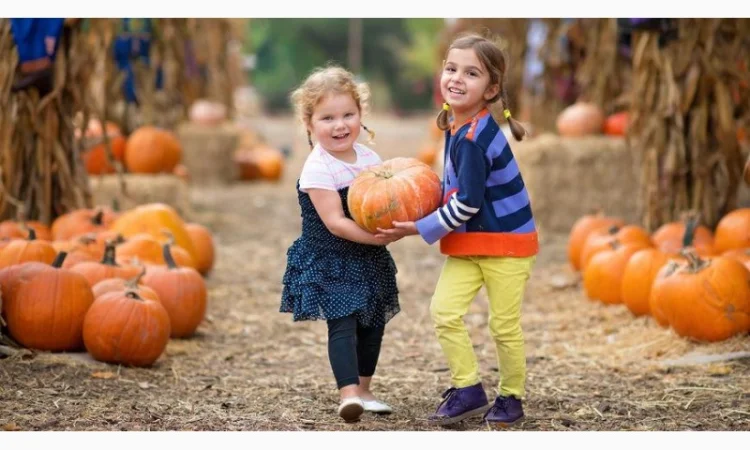 Посевмат, Семенной материал Семена тыквы Семена кабака Семена кабачка Гарбузове насiння - фото № 1