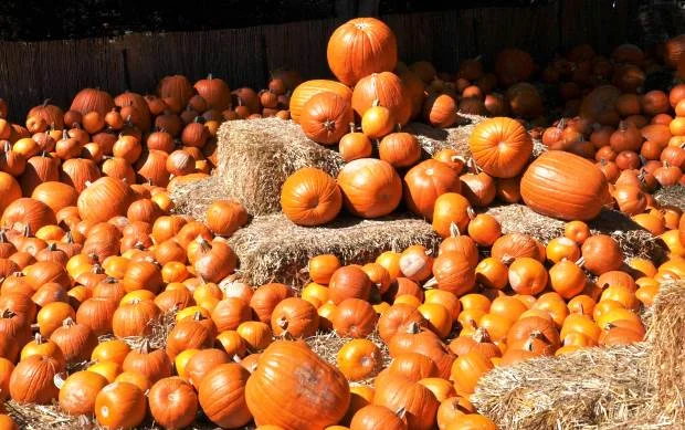 Семена посевмат посевной материал гарбуза тыквы кабачка - фото № 1