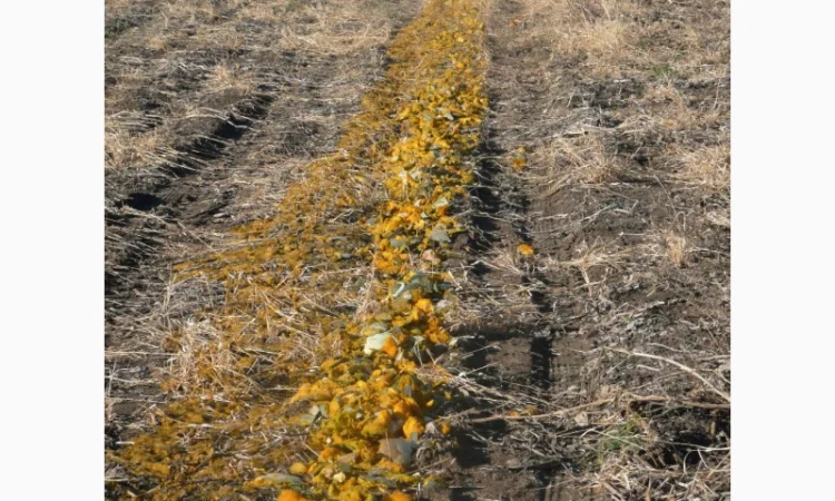 Семена посевмат посевной материал гарбуза тыквы кабачка - фото № 3