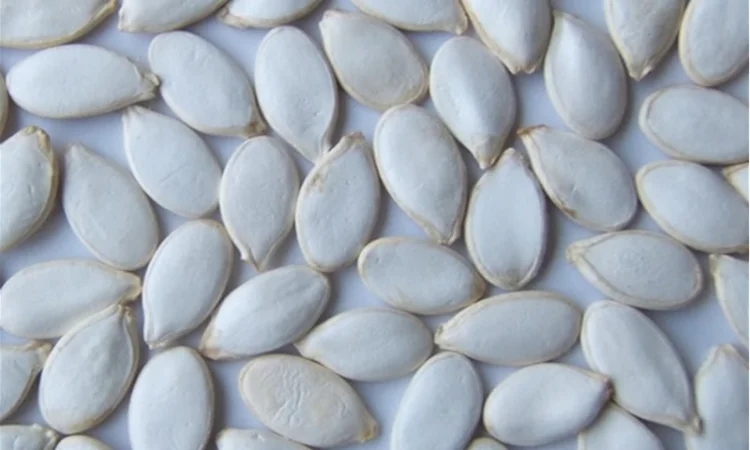 Семена посевмат посевной материал гарбуза тыквы кабачка - фото № 4