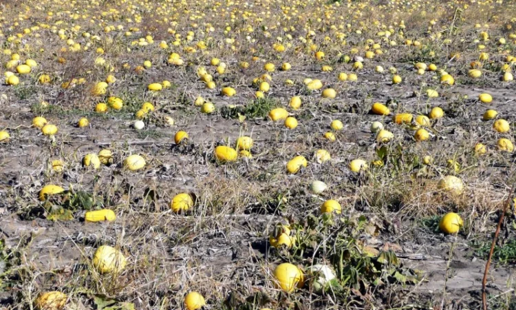 Семена посевмат посевной материал гарбуза тыквы кабачка - фото № 5