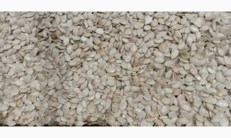 Продам насіння гарбуза. Сіро-воложськаОбъем -10 т - фото № 1