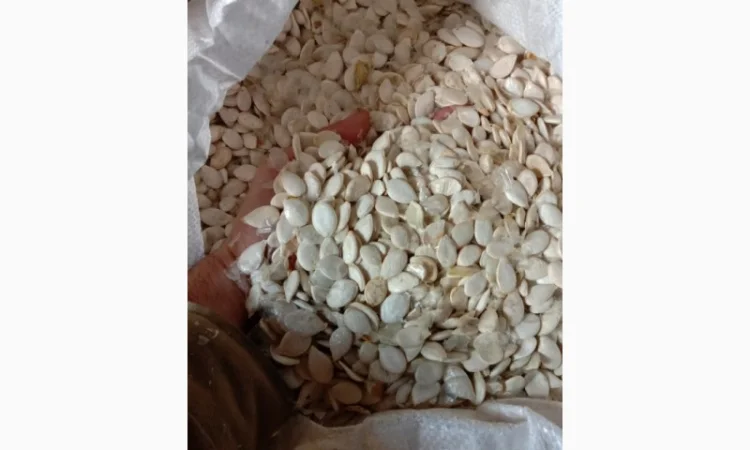 Продам насіння гарбуза. Сіро-воложськаОбъем -10 т - фото № 2