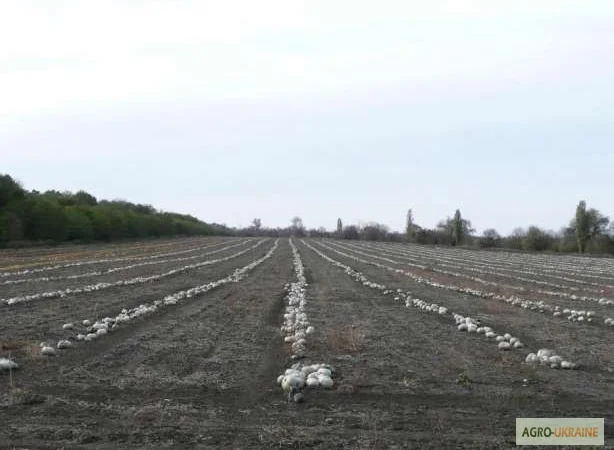 Семена тыквы Волжская серая (Сероволжская) Дамский ноготь (Болгарка) посевной материал1R - фото № 1