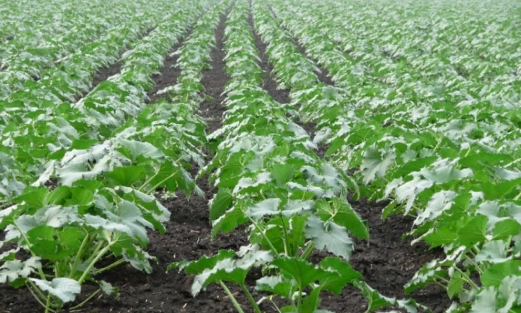 Семена тыквы Волжская серая (Сероволжская) Дамский ноготь (Болгарка) посевной материал1R - фото № 6