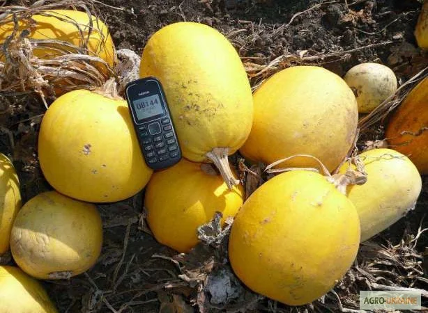 Семена тыквы Волжская серая (Сероволжская) Дамский ноготь (Болгарка) посевной материал1R - фото № 7