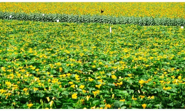 Семена тыквы Волжская серая (Сероволжская) Дамский ноготь (Болгарка) посевной материал1R - фото № 8