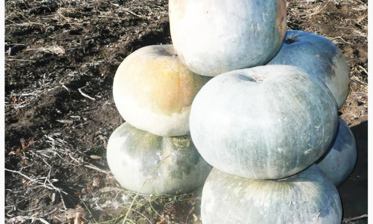 Семена тыквы Волжская серая (Сероволжская) Дамский ноготь (Болгарка) посевной материал1R - фото № 10