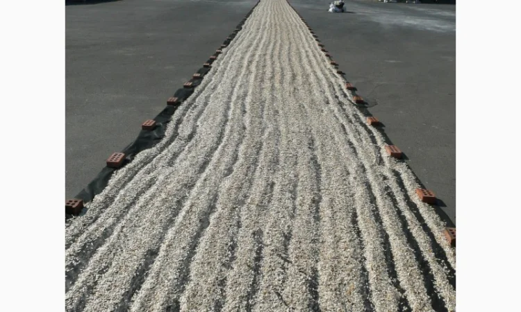 Семена тыквы Волжская серая (Сероволжская) Дамский ноготь (Болгарка) посевной материал1R - фото № 12