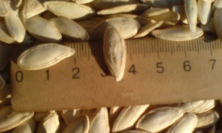 Семена тыквы Волжская серая (Сероволжская) Дамский ноготь (Болгарка) посевной материал1R - фото № 2