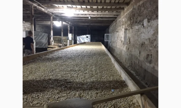 Семена тыквы Волжская серая (Сероволжская) Дамский ноготь (Болгарка) посевной материал1R - фото № 13