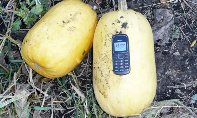 Семена тыквы Волжская серая (Сероволжская) Дамский ноготь (Болгарка) посевной материал1R - фото № 5