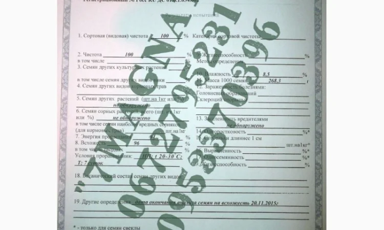 Посевмат Элита тыквы Сероволжская 92 - фото № 3