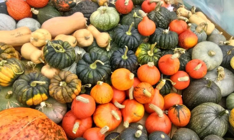 Семена посевной материал насiння кабачка гарбуза кабака тыквы - фото № 2