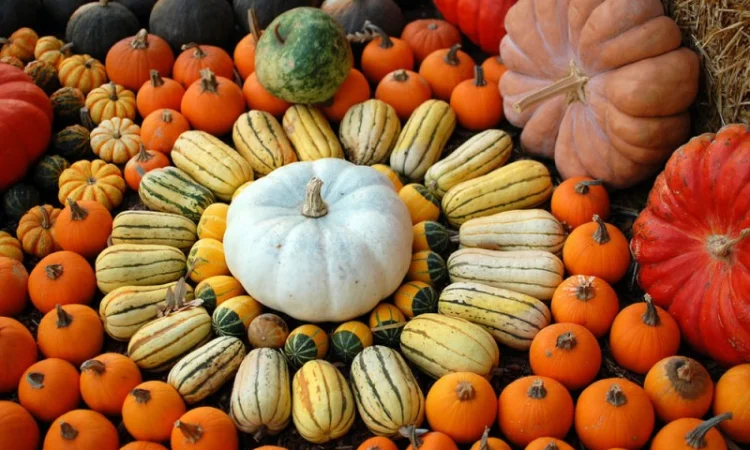 Семена посевной материал насiння кабачка гарбуза кабака тыквы - фото № 3