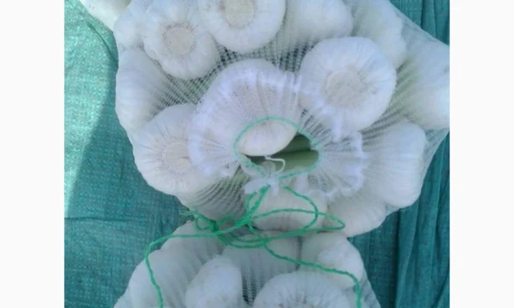 Свіжий часник з Єгипту - фото № 5