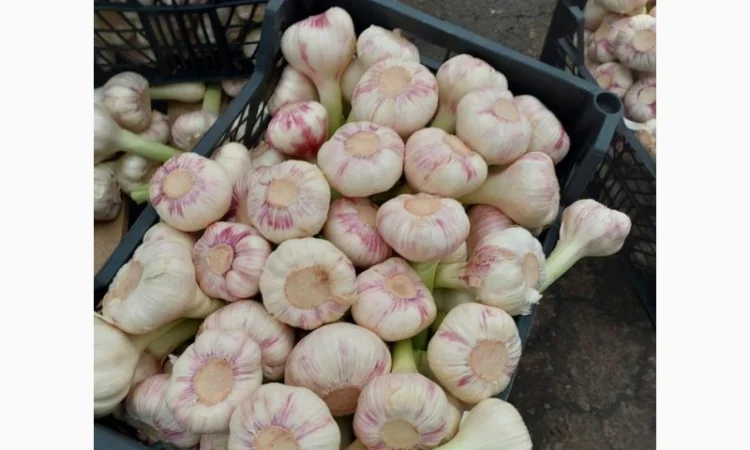 Продаю молодий єгипетський часник - фото № 4