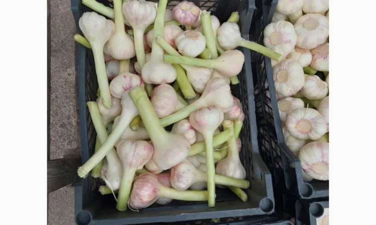 Продаю молодий єгипетський часник - фото № 5