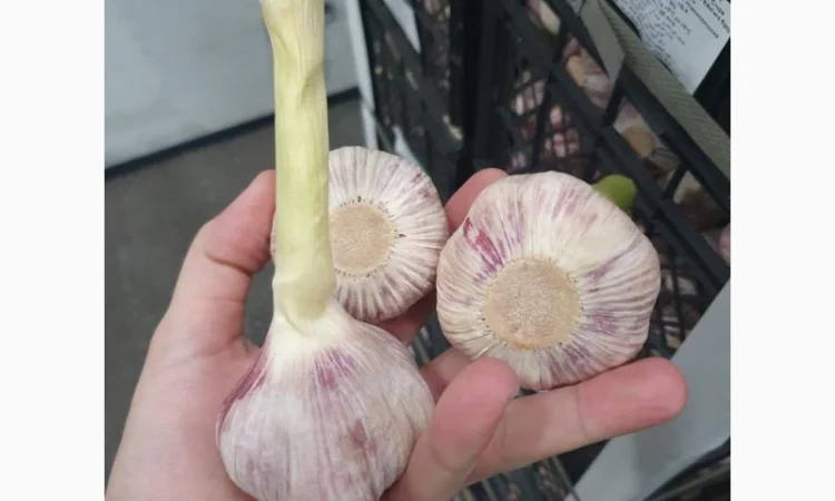 Продаю молодий єгипетський часник - фото № 6