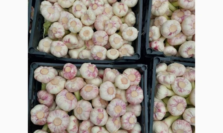 Продаю молодий єгипетський часник - фото № 7