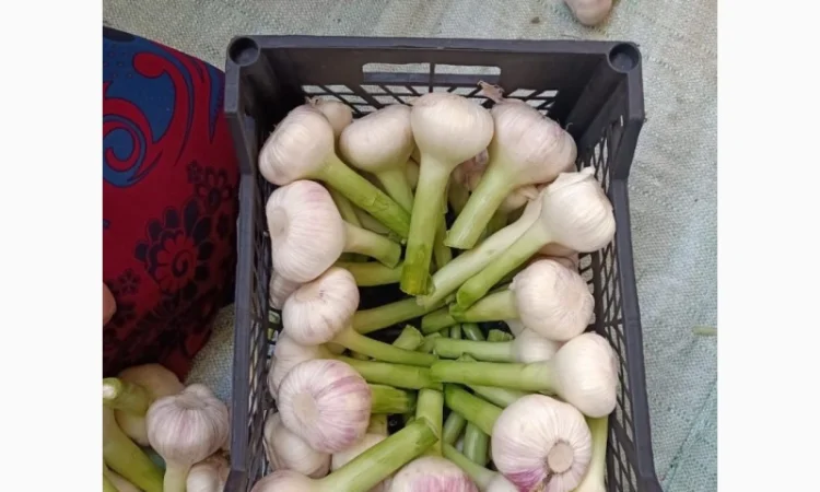 Продаю молодий єгипетський часник - фото № 8