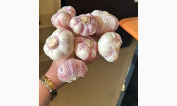 Продаю молодий єгипетський часник - фото № 2