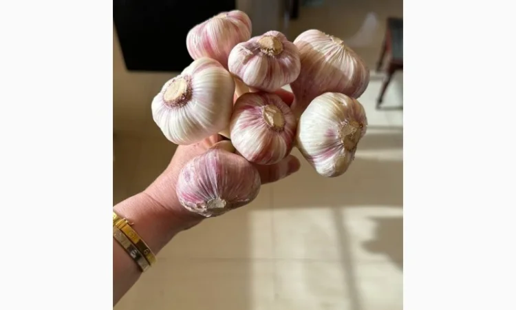 Продаю молодий єгипетський часник - фото № 3