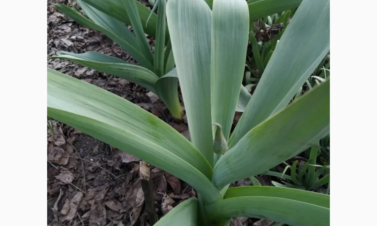 Причесночный гигантский лук РОКОМБОЛЬ( СЛОНОВИЙ ЧЕСНОК)Принимаем заказы на посадковый - фото № 2