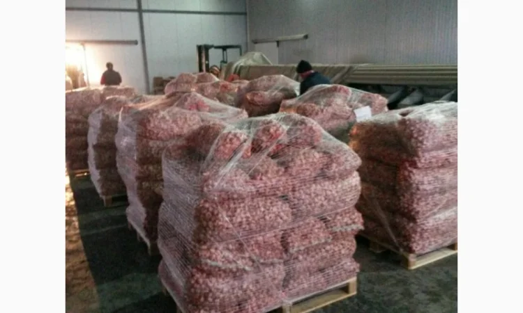 Товарний часник - фото № 1