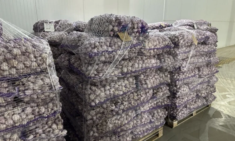 Товарний часник - фото № 2