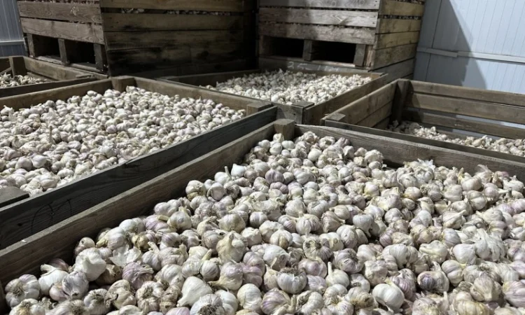 Товарний часник - фото № 3