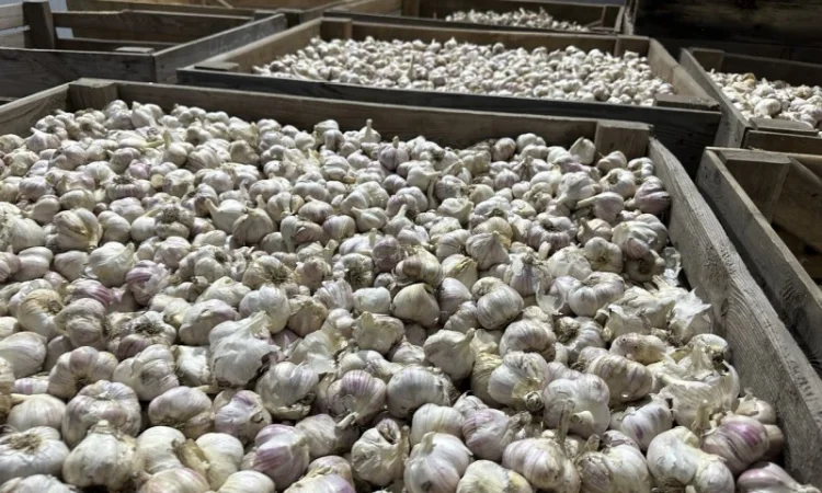 Товарний часник - фото № 4