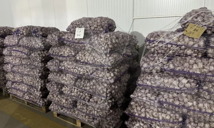 Товарний часник - фото № 5