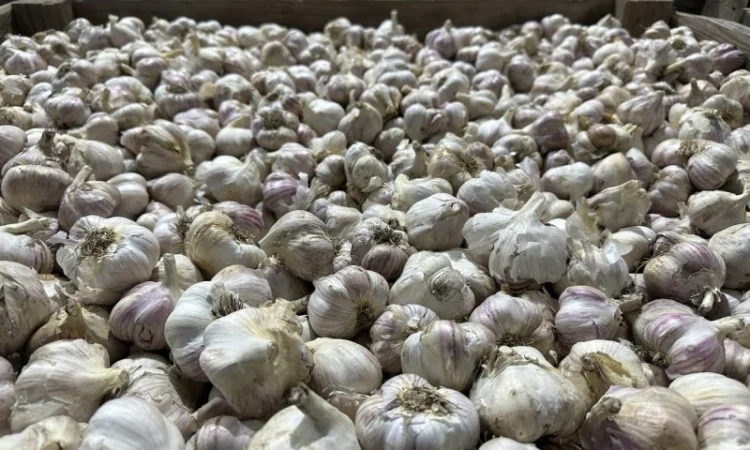 Товарний часник - фото № 7