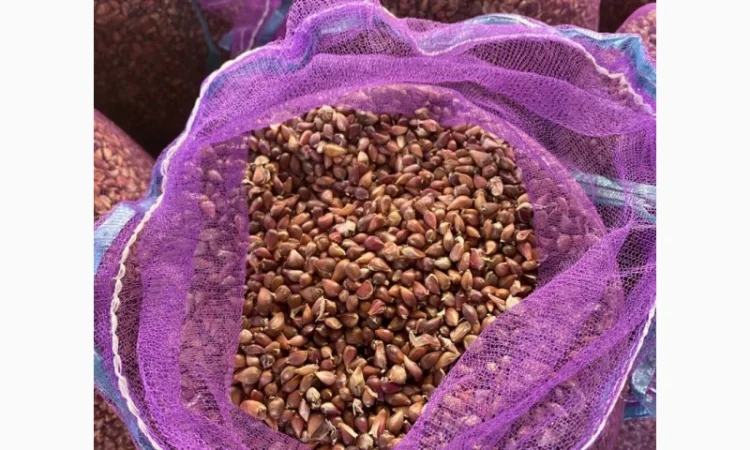 Насіння часнику "воздушка" сорт "Ірен" та "Дюшес" - фото № 3