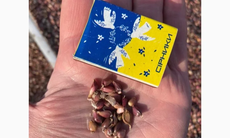 Насіння часнику "воздушка" сорт "Ірен" та "Дюшес" - фото № 1