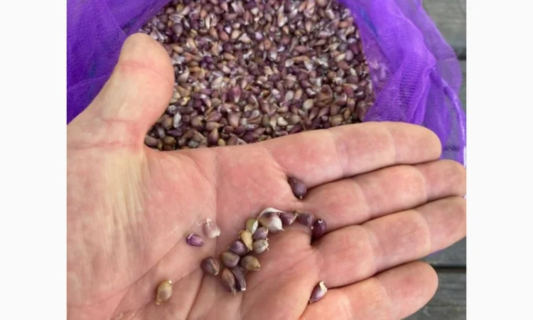 Насіння часнику "воздушка" сорт "Ірен" та "Дюшес" - фото № 2