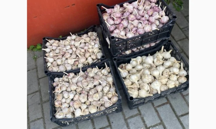 Чеснок различного размера в продаже - фото № 1