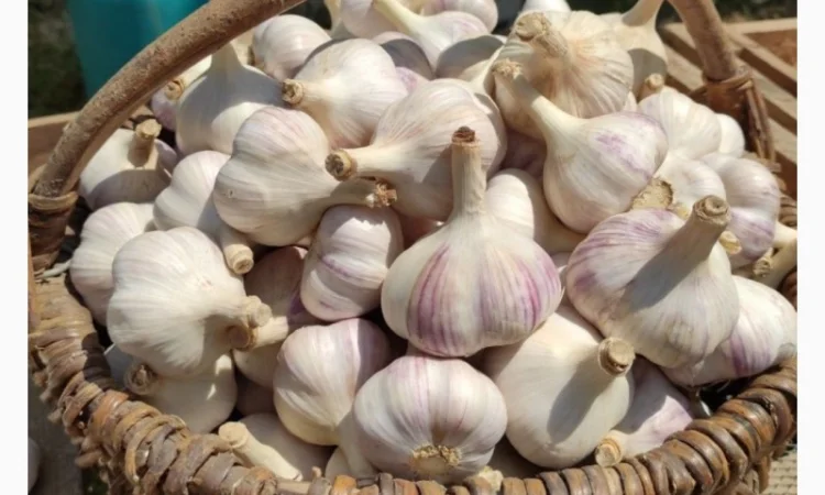 Продажа чеснока в больших объемах - фото № 1