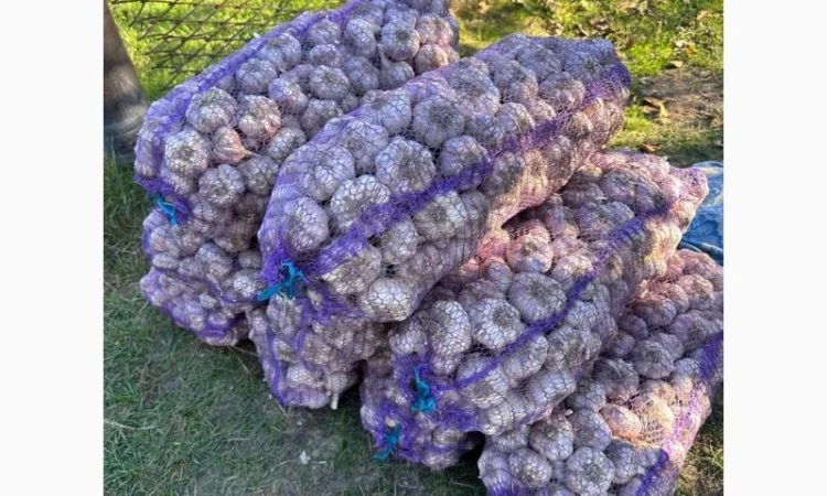 Продажа чеснока оптом 5-10-15 тонн - фото № 1