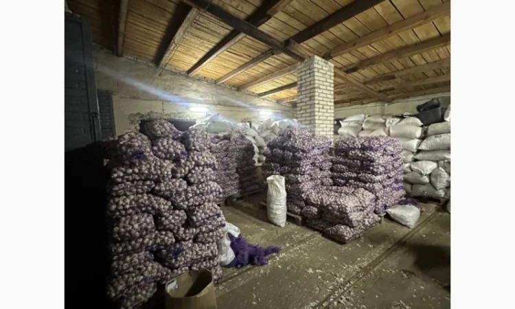 Товарний часник оптом 5 тон/експорт/ - фото № 1