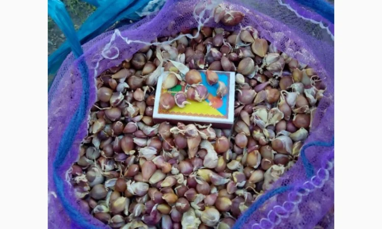 Заказ на воздушку чеснока Любаша откалиброваны 3-4мм и 4-5мм 5-7мм Доставка за наш рахунок - фото № 1