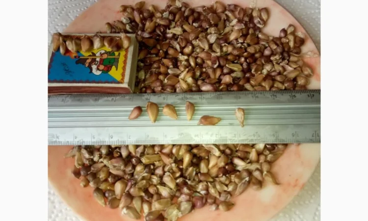 Продажа насіння часнику Любаша от 5 кг - фото № 1