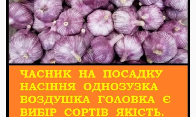 Продажа насіння часнику Любаша от 5 кг - фото № 2