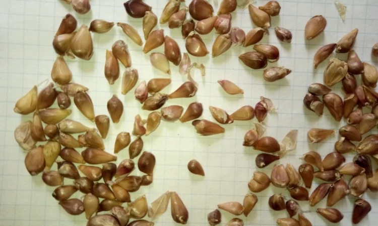 Продаж посівного матеріалу часнику ВОЗДУШКА - фото № 1