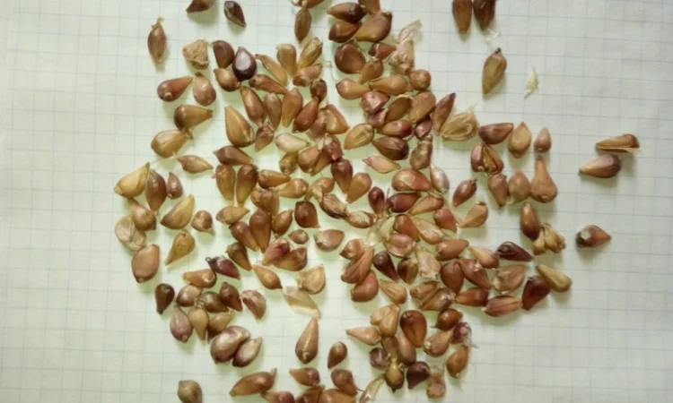 Продаж посівного матеріалу часнику ВОЗДУШКА - фото № 2