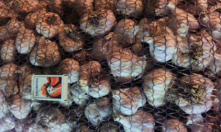 Семена озимого чеснока на посадку - фото № 15