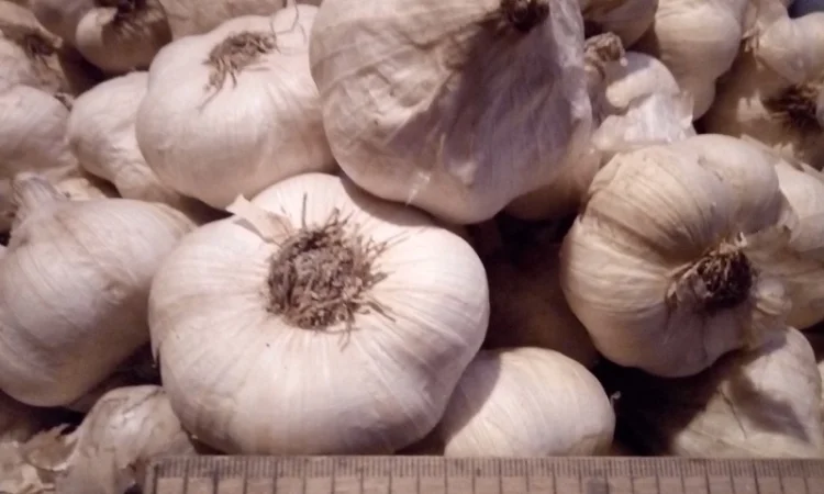 Семена озимого чеснока на посадку - фото № 19
