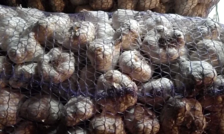 Семена озимого чеснока на посадку - фото № 9