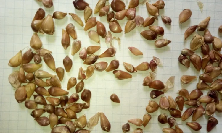 Семена озимого чеснока на посадку - фото № 1